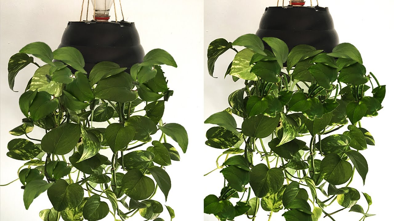Planta pendurada invertida deixa sua casa linda e sofisticada!