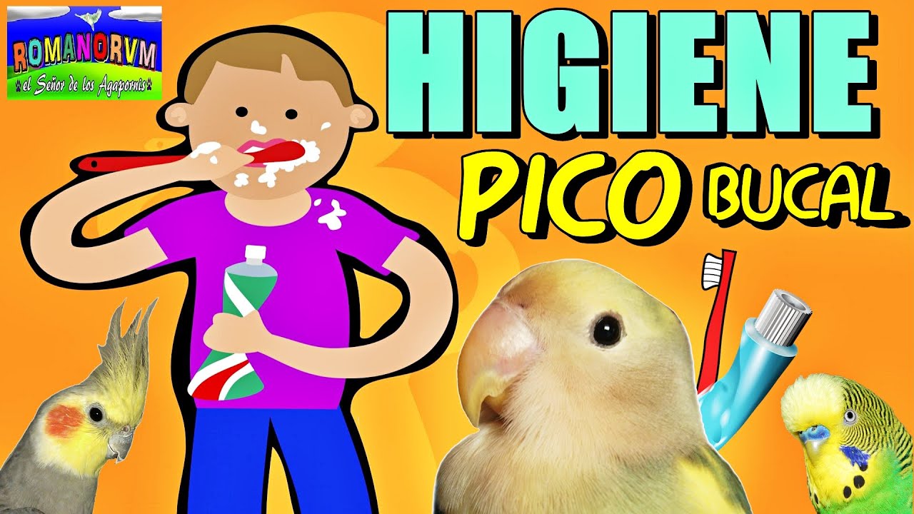 HIGIENE del PICO en agapornis, ninfas y periquitos (pasta de dientes TÓXICA)