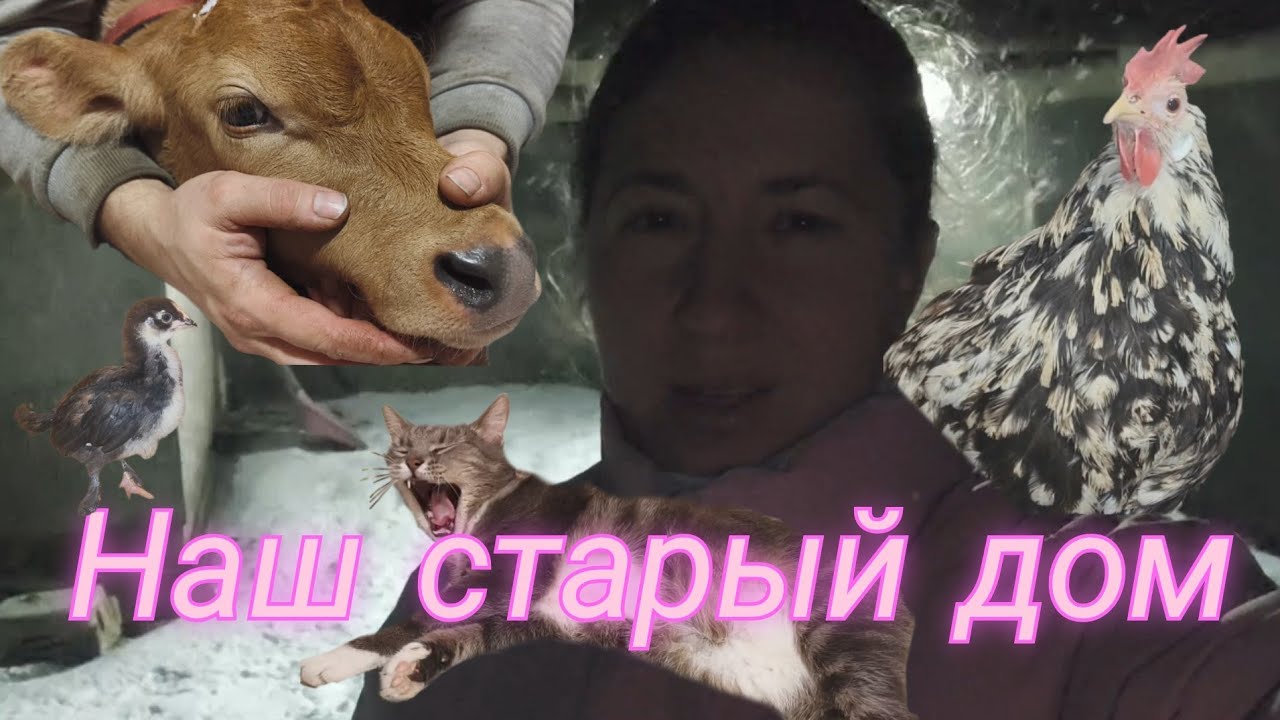 ЖИВЁМ В ДЕРЕВНЕ: стойло для Груши, показываю наш старый дом, обезрожили Грефа, делаю масло гхи
