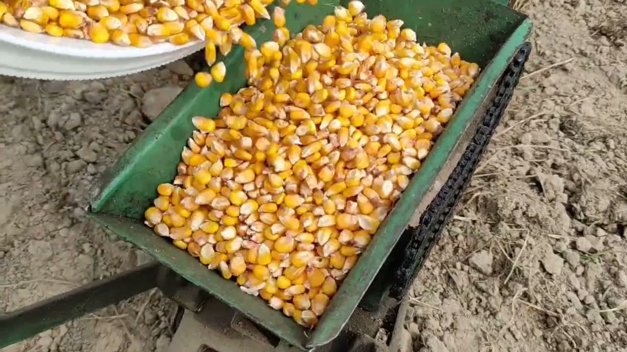 Uprawa i ręczne sadzenie kukurydzy | AGRO KRYS