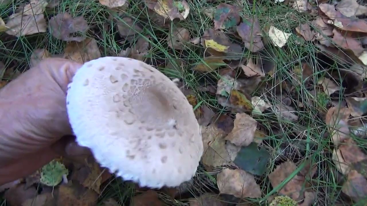 Byłem w szoku ile grzybów koło domu stało