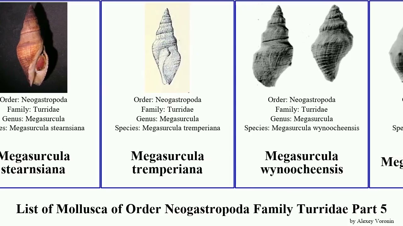 List of Mollusca of Order Neogastropoda Family Turridae Part 5 lophiotoma lienardia pilsbryspira