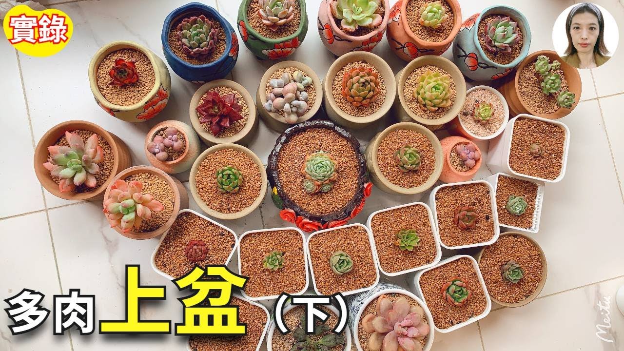 新手养多肉|多肉上盆，网购多肉上盆的2种方法，肉肉养不活的快来试一试|花花世界