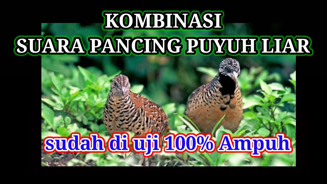 suara burung puyuh jantan dan betina sangat cocok untuk pancing puyuh liar