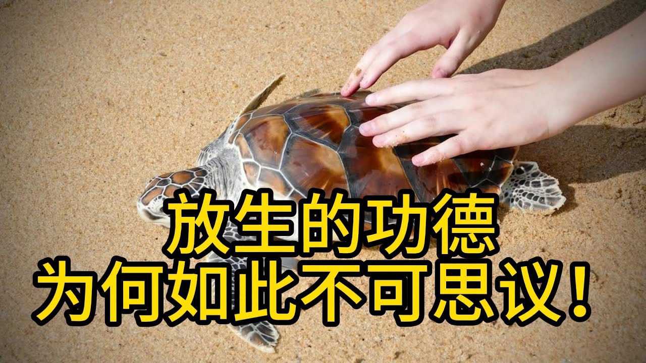 放生的真正意义是什么？放生的功德为何如此不可思议！放生如何改变命运？