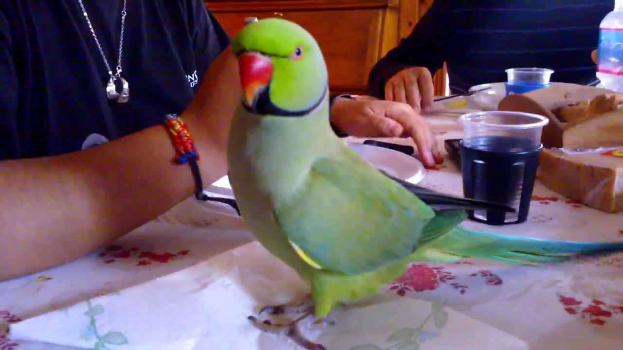 Parrocchetto dal collare: Cheope corteggiatore dell'ora di pranzo -____-'