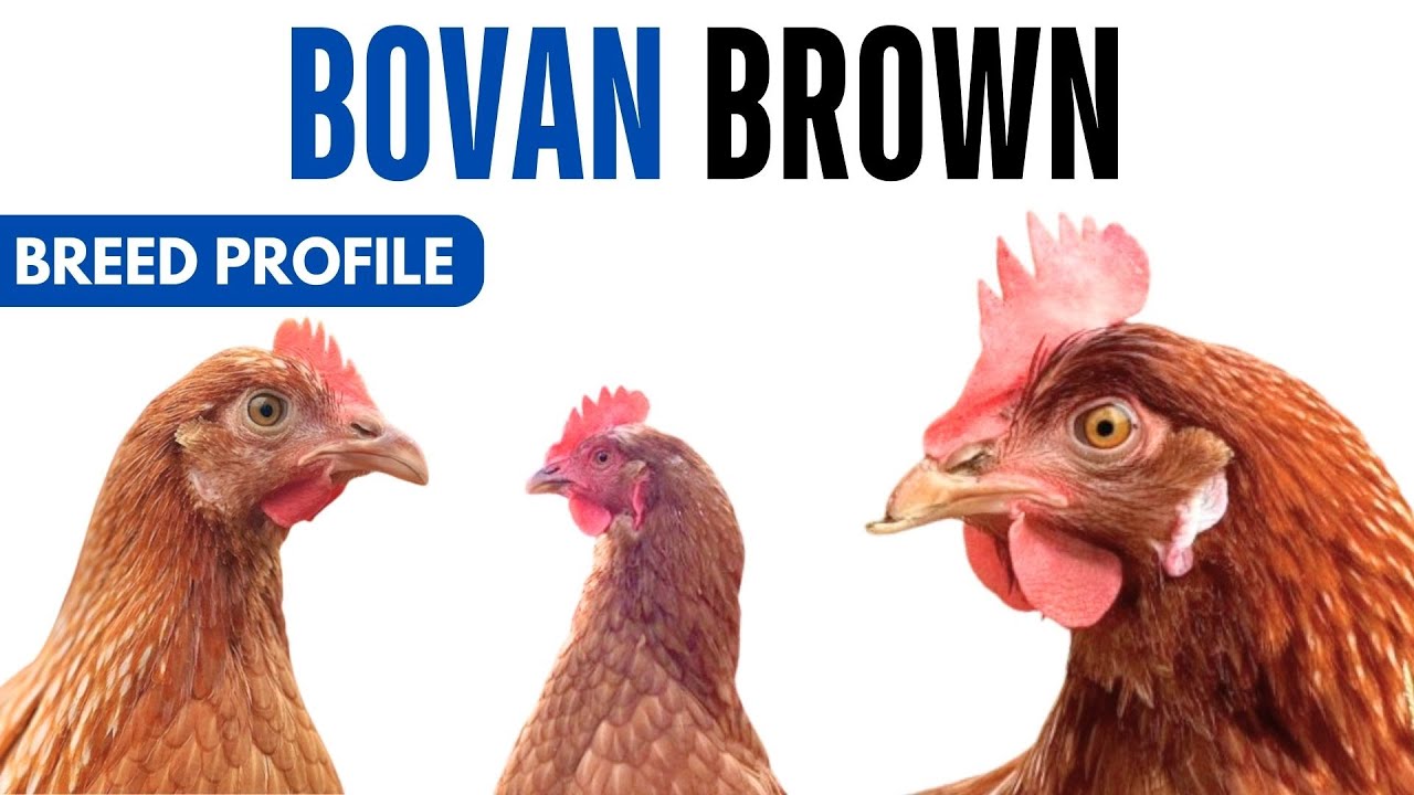 Bovan Brown Chicken Breed Profile History Health Issues - Bovan Brown Chicken Egg Ratio Lifespan