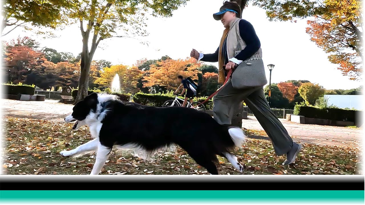 つくばで日本の秋を楽しんだボーダーコリー【保護犬5年目】