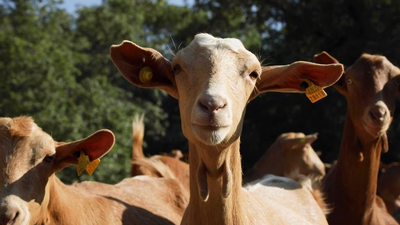Éstos son los secretos del queso de cabra de La Vera | La Besana en Verde