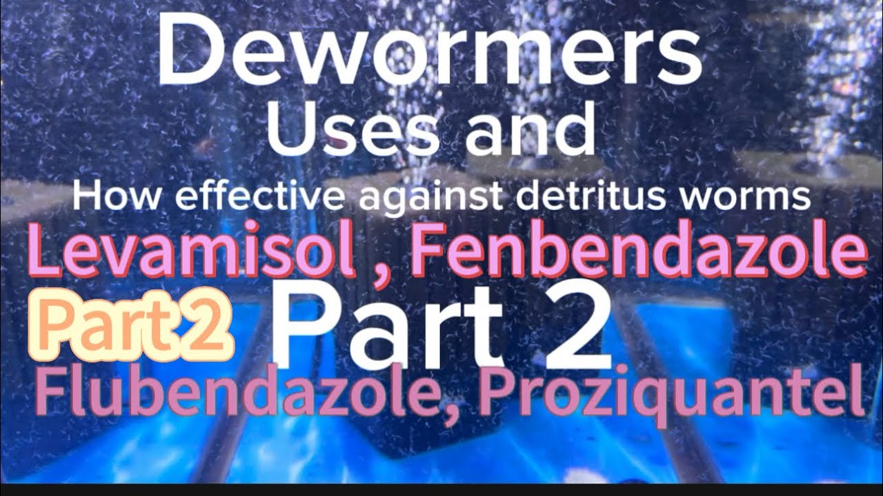 Dewormers uses and effect on Detritus worms #fenbendazole #Praziquantel #flubendazole #levamisole