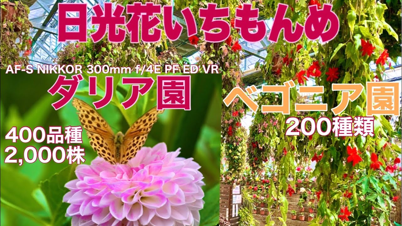 【日光花いちもんめ】ダリア園400品種2,000株-ベゴニア園200品種-AF-S NIKKOR 300mm f/4E PF ED VR