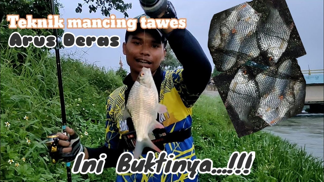 cara mancing tawes di arus deras #ikantawes #mancingmania   #teknikmancing