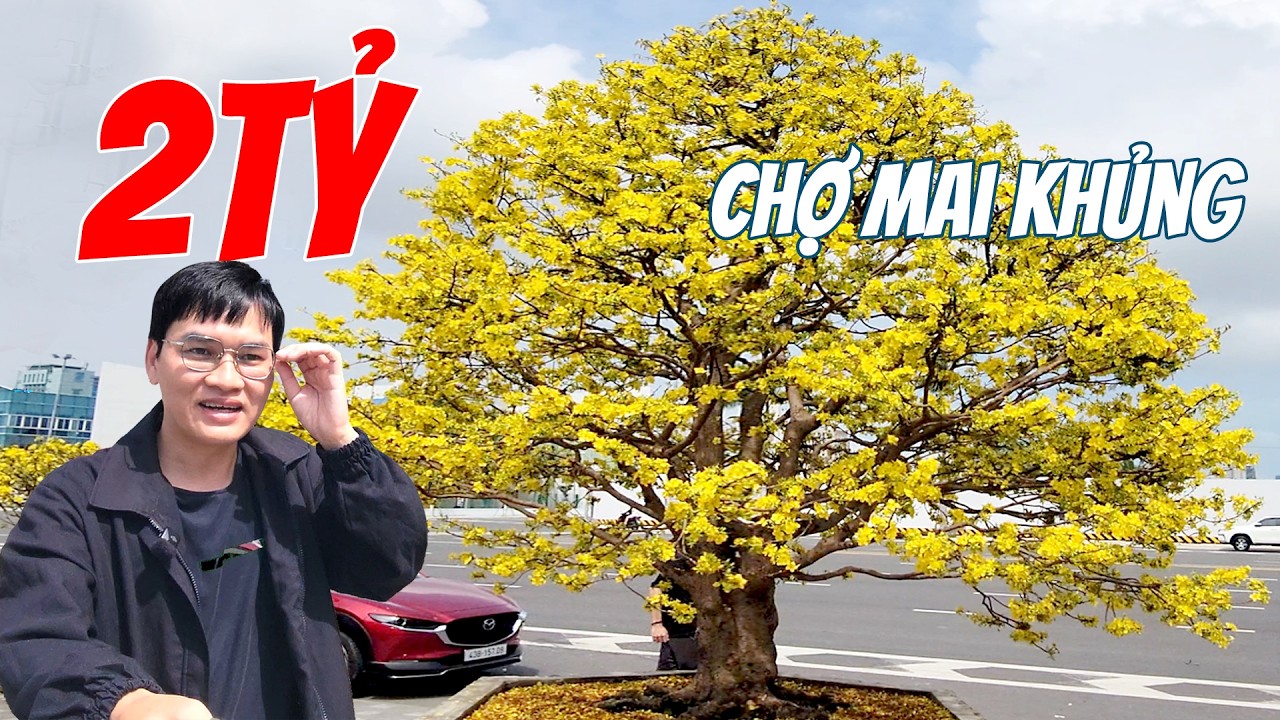 Cây Mai 2 Tỷ Và Rừng Hoa Vàng Rực! CHỢ HOA MAI KHỦNG TIỀN TỶ TẠI ĐÀ NẴNG