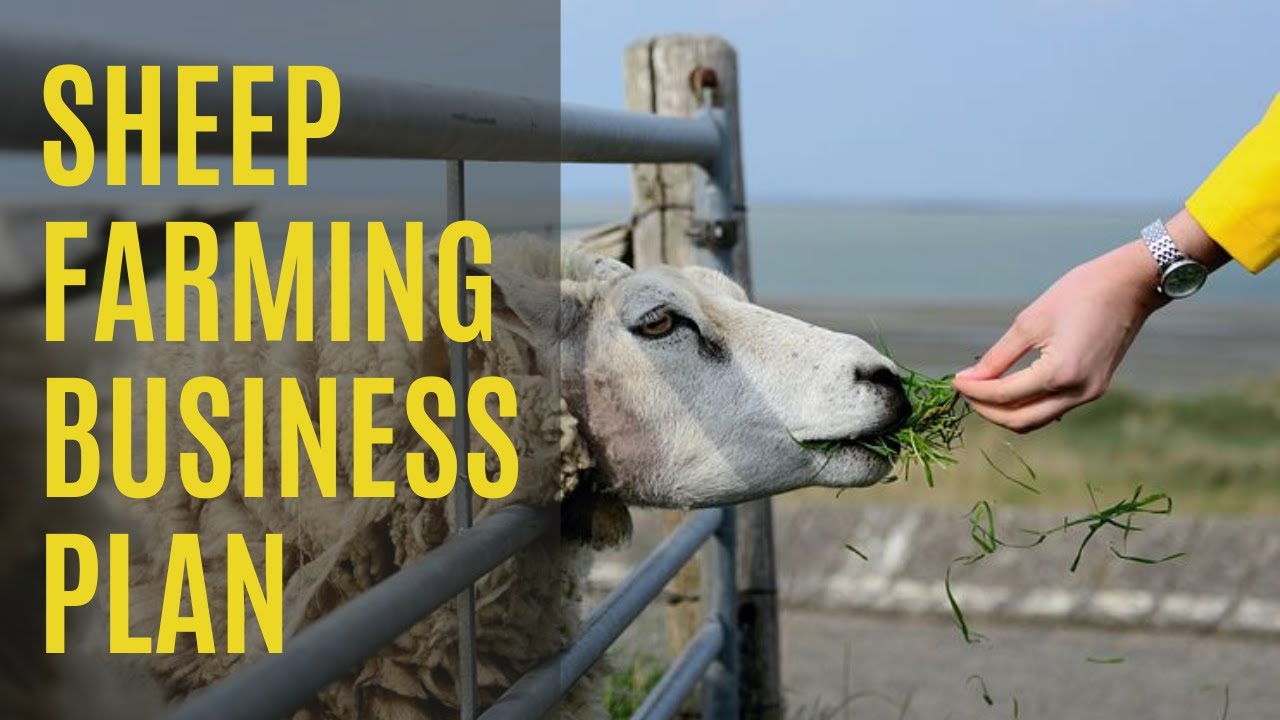Sheep Farming Business Plan