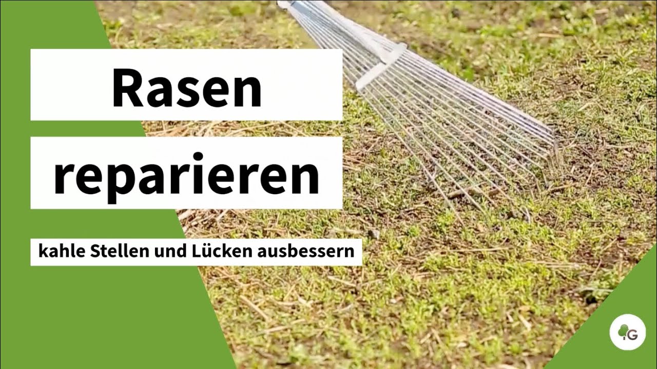 Rasen reparieren | kahle Stellen schnell und richtig ausbessern