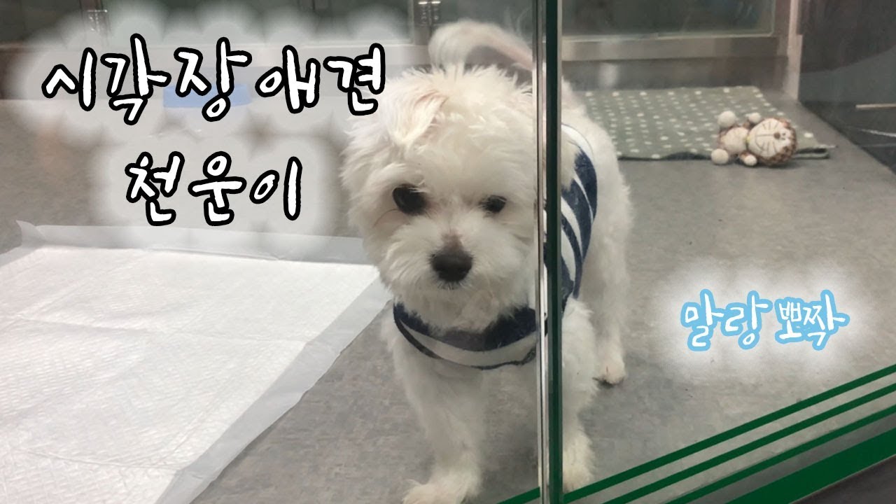 말랑뽀짝 애교쟁이 유기견 천운이를 소개합니다! | KBS전주