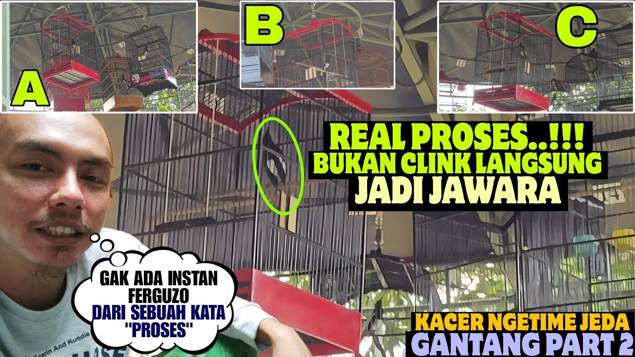 INI DIA HASILNYA ⁉️ KACER MAIN JEDA DI BEGINIKAN JADINYA BEGINI..?? NANGKURNYA MASIH AMAN