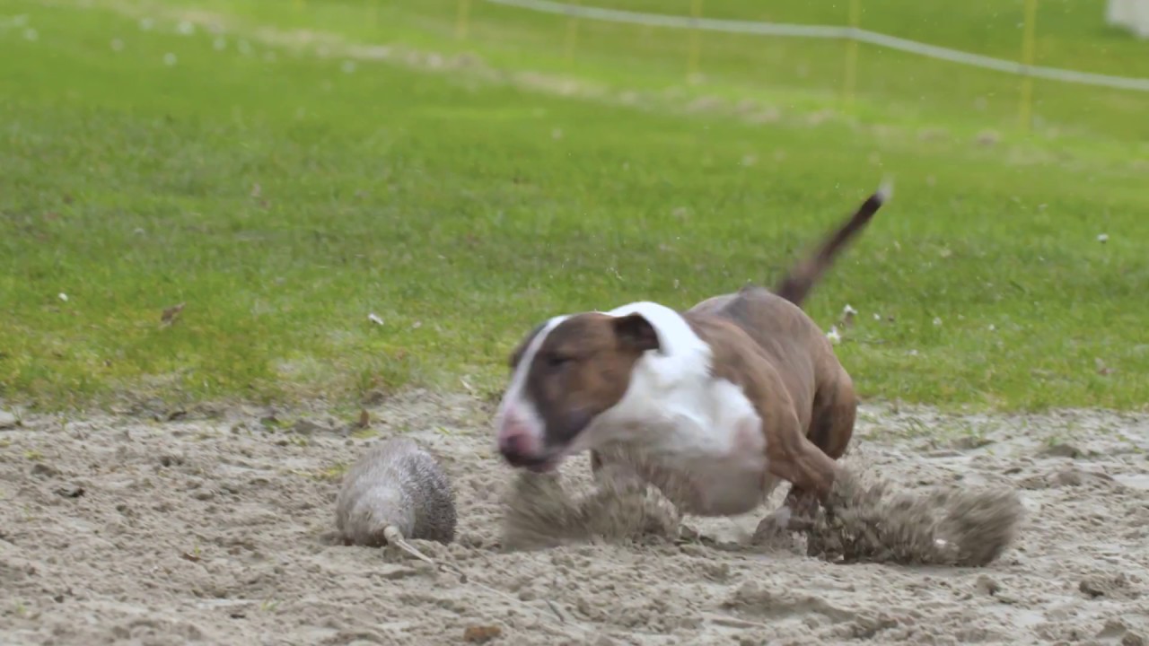 Bullyrun 2017 MiniBullTerrier Bullterrier met From Friars Point Toppers