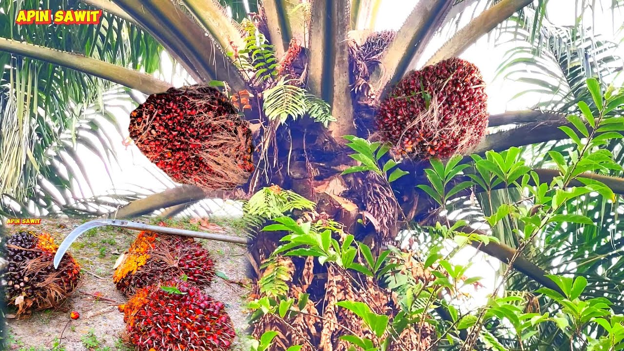 Memang josjis panen kelapa sawit pakai egrek tajam cap 111, Buah banyak kerja panen jadi cepat 