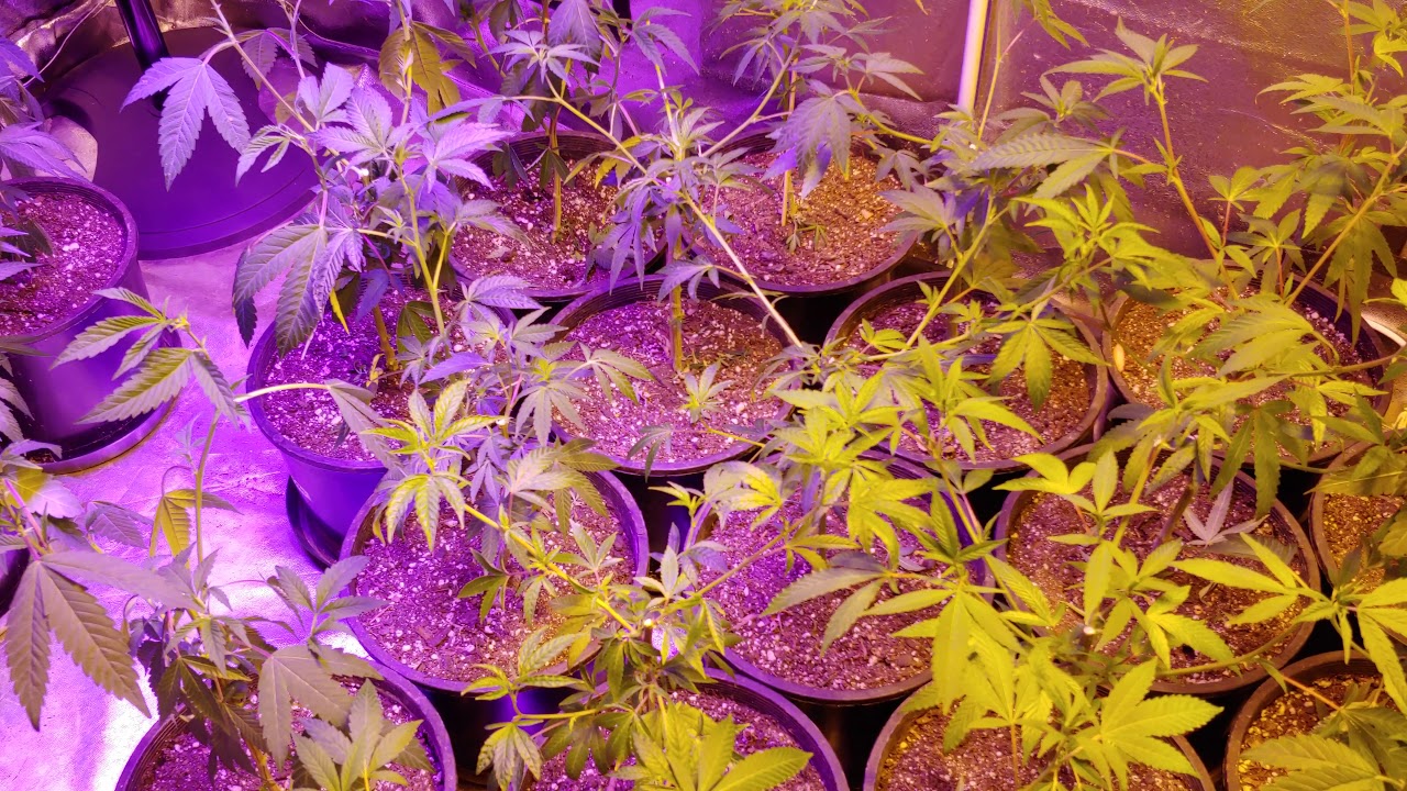 cannabis home grown low cost high yield