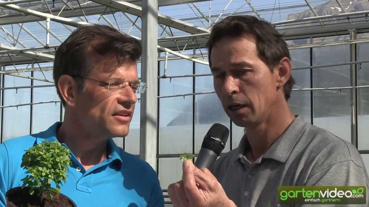 Veredelte Baslikumsorten - mit Karl Ploberger