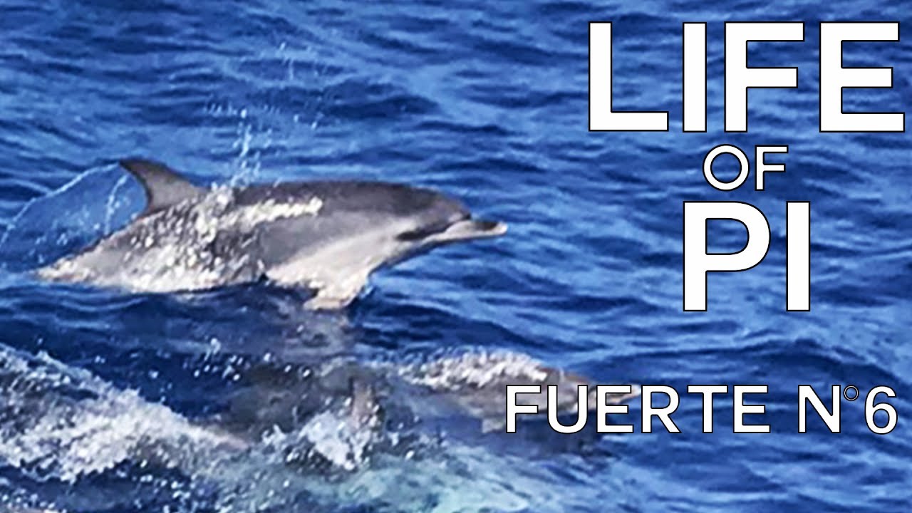 Die Delfintour - Life of Pi - Fuerteventura #6