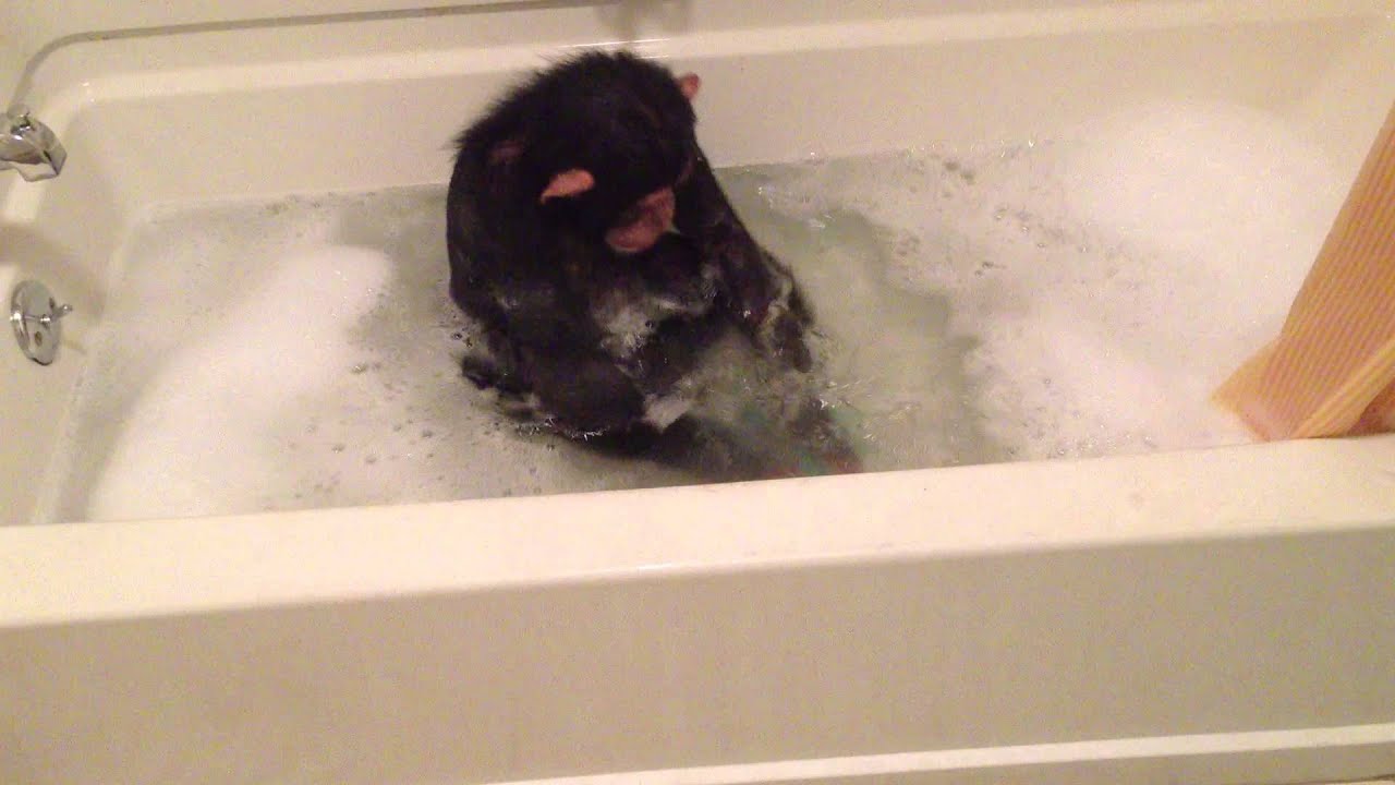 Chloe the Chimp taking a bubble bath
