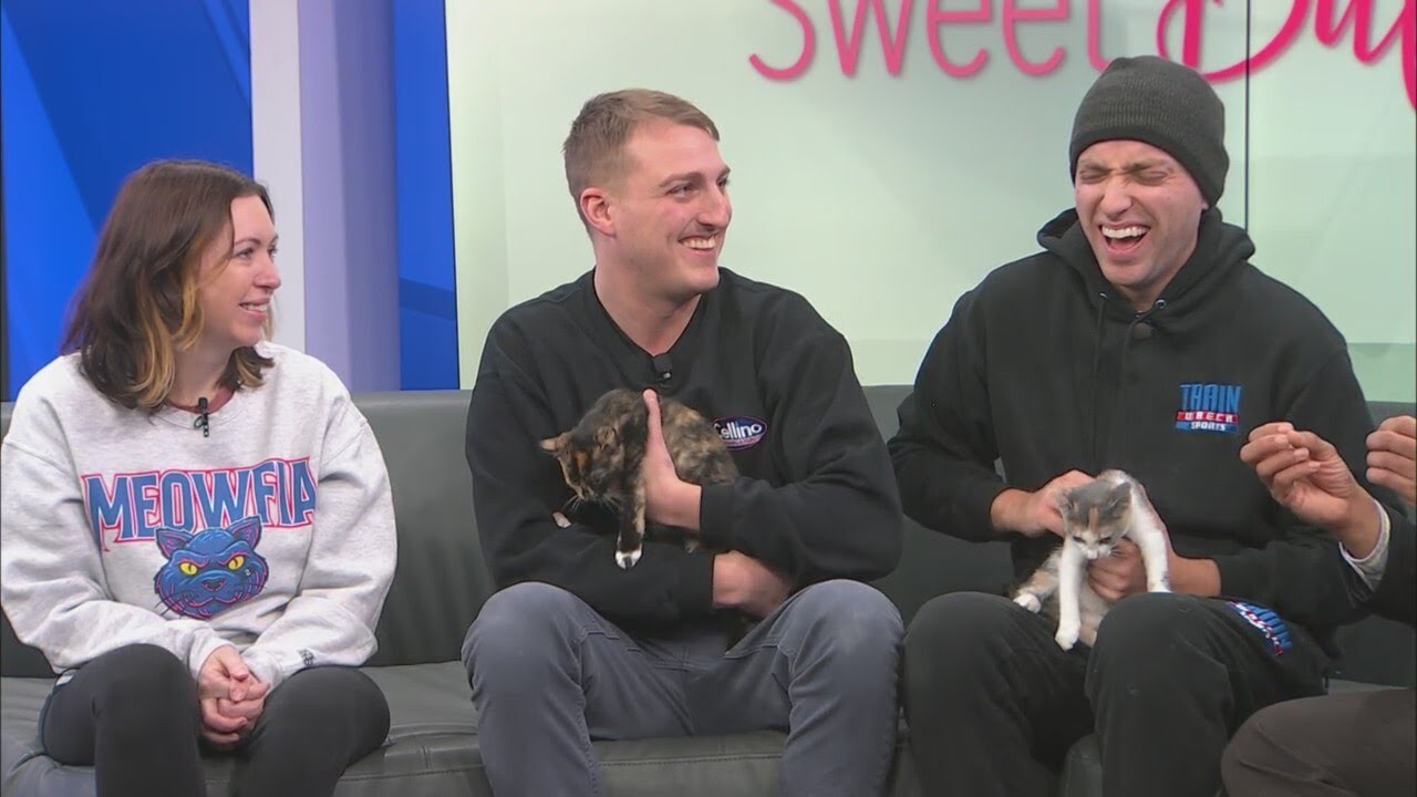 Sweet Buffalo: Kitten Bowl 2025 benefiting Ten Lives Club