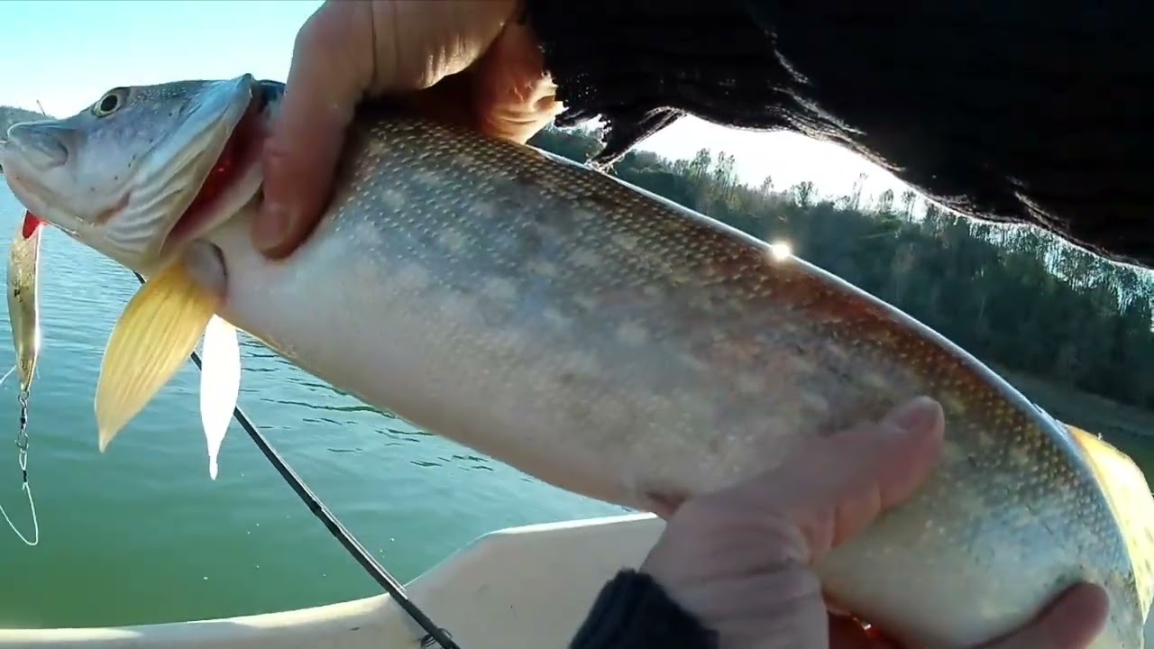 peche carnassiers au lac de st Cassien