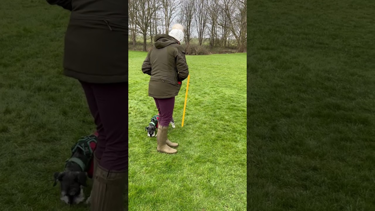 Loose Lead Waking with Walter 2 year old Miniature Schnauzer