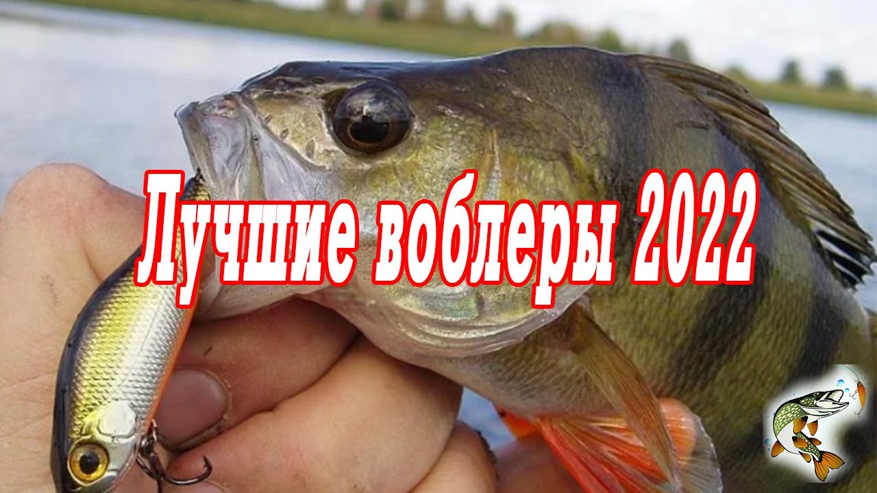 Лучшие воблеры сезона 2022, цвет, проводки, удилища