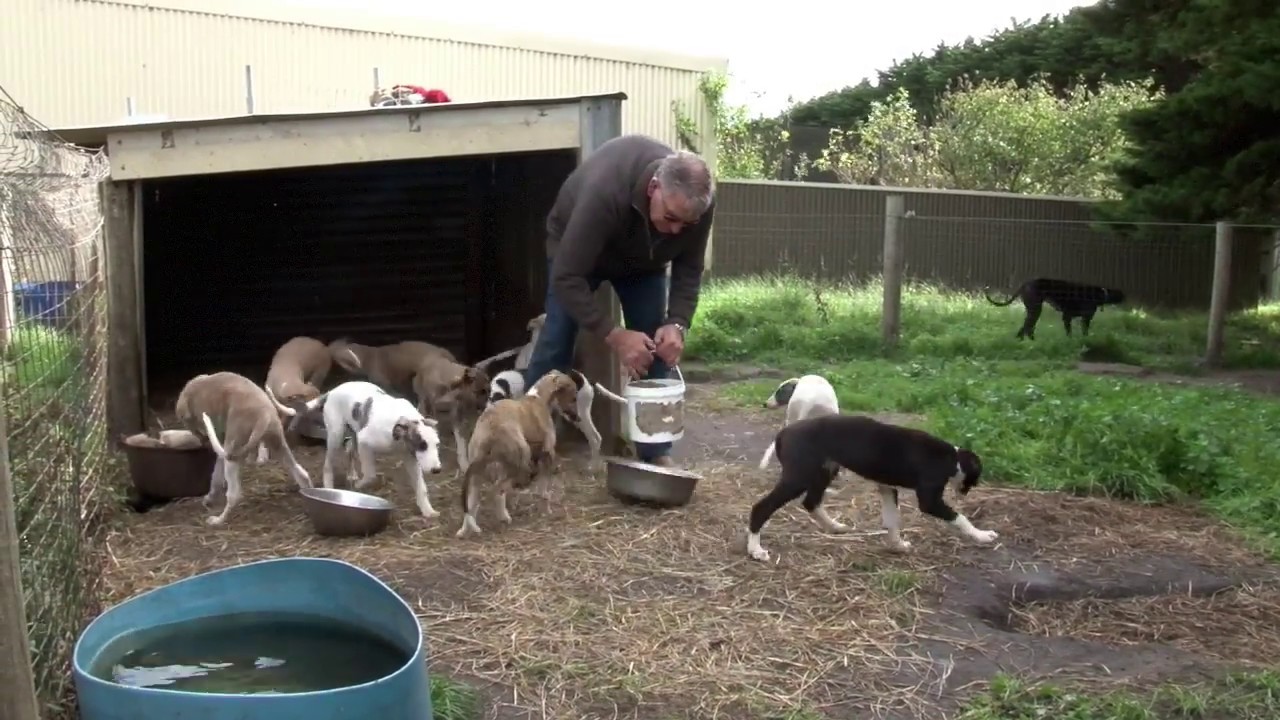 Greyhound care: The basics of successful greyhound breeding