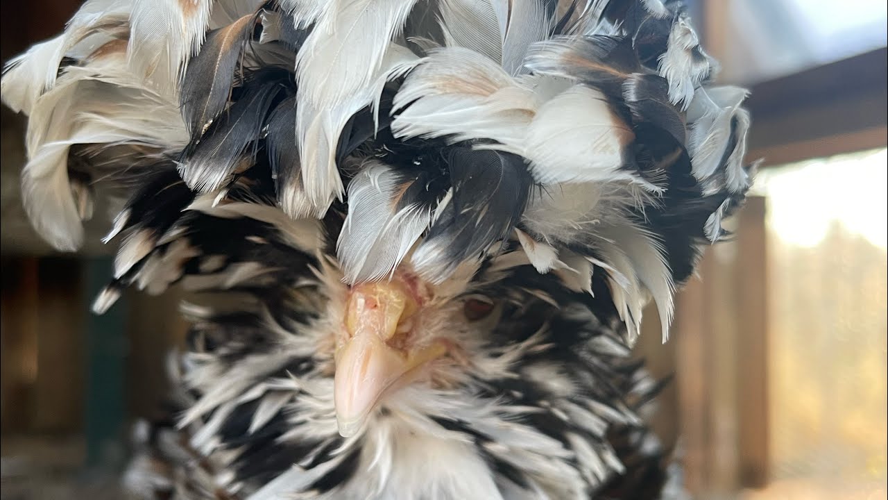 Polish Chickens