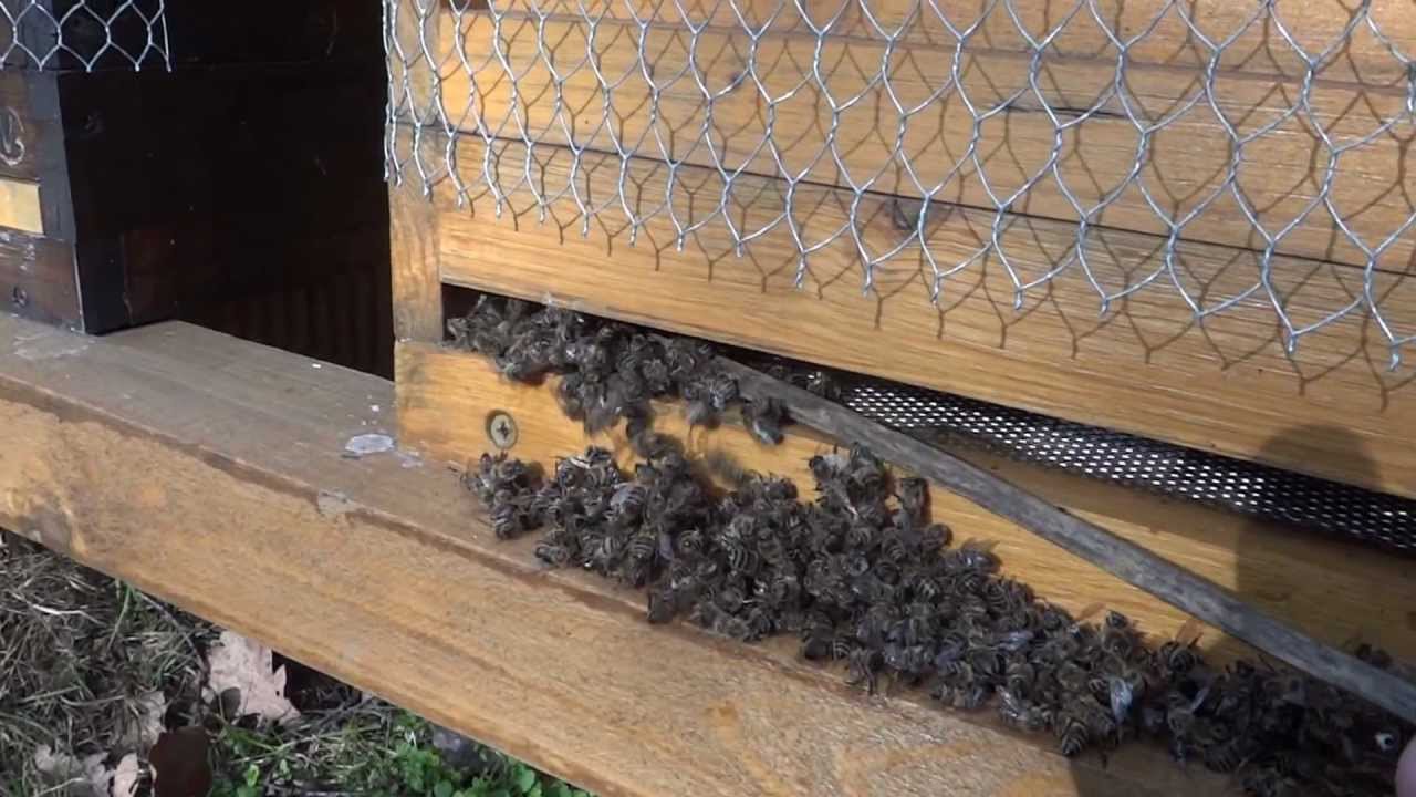 Flugloch Kontrolle - tote Bienen vor Flugloch entfernen
