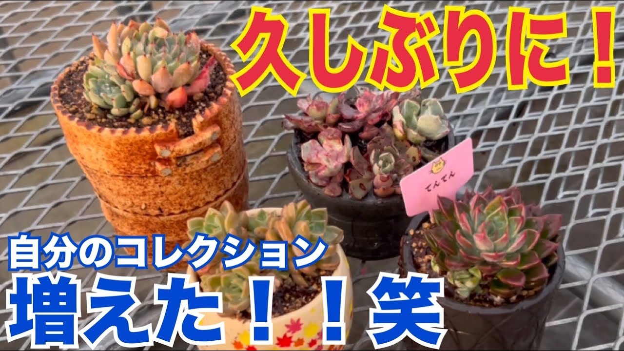 久しぶりに❗️コレクションが増えた😁#多肉植物 #ガーデニング 2026年2月3日