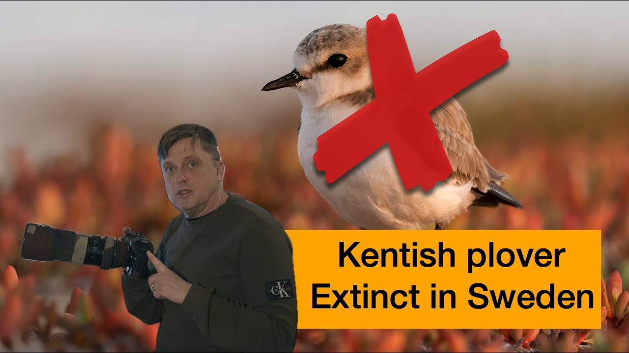 Kentish Plover  - Extinct in Sweden