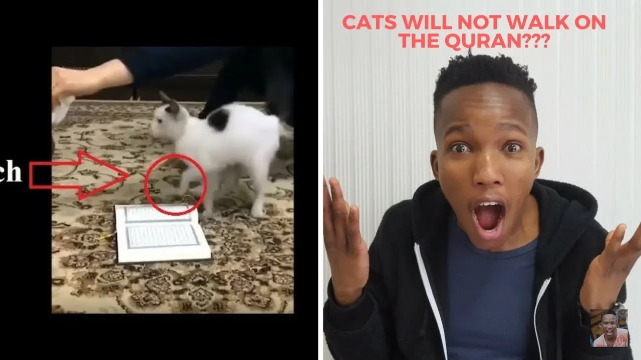NON MUSLIM REACTS TO Cats Will Not Walk on The Quran, experiment with 5 cats