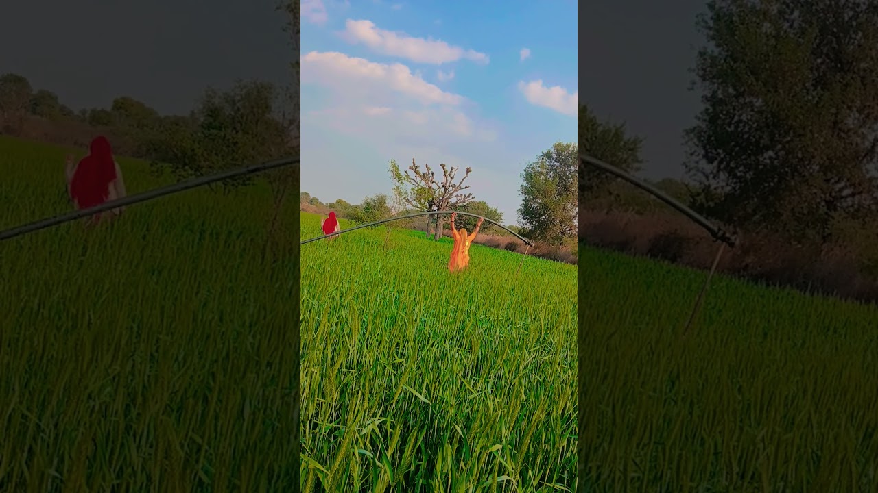 #Rajasthani #Marwadi# song#