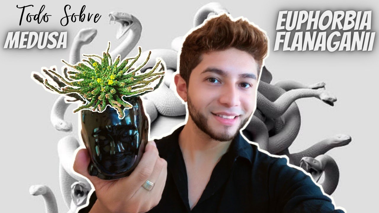 Suculenta Cabeza de Medusa | Euphorbia Flanaganii #medusa #suculentas #euphorbia
