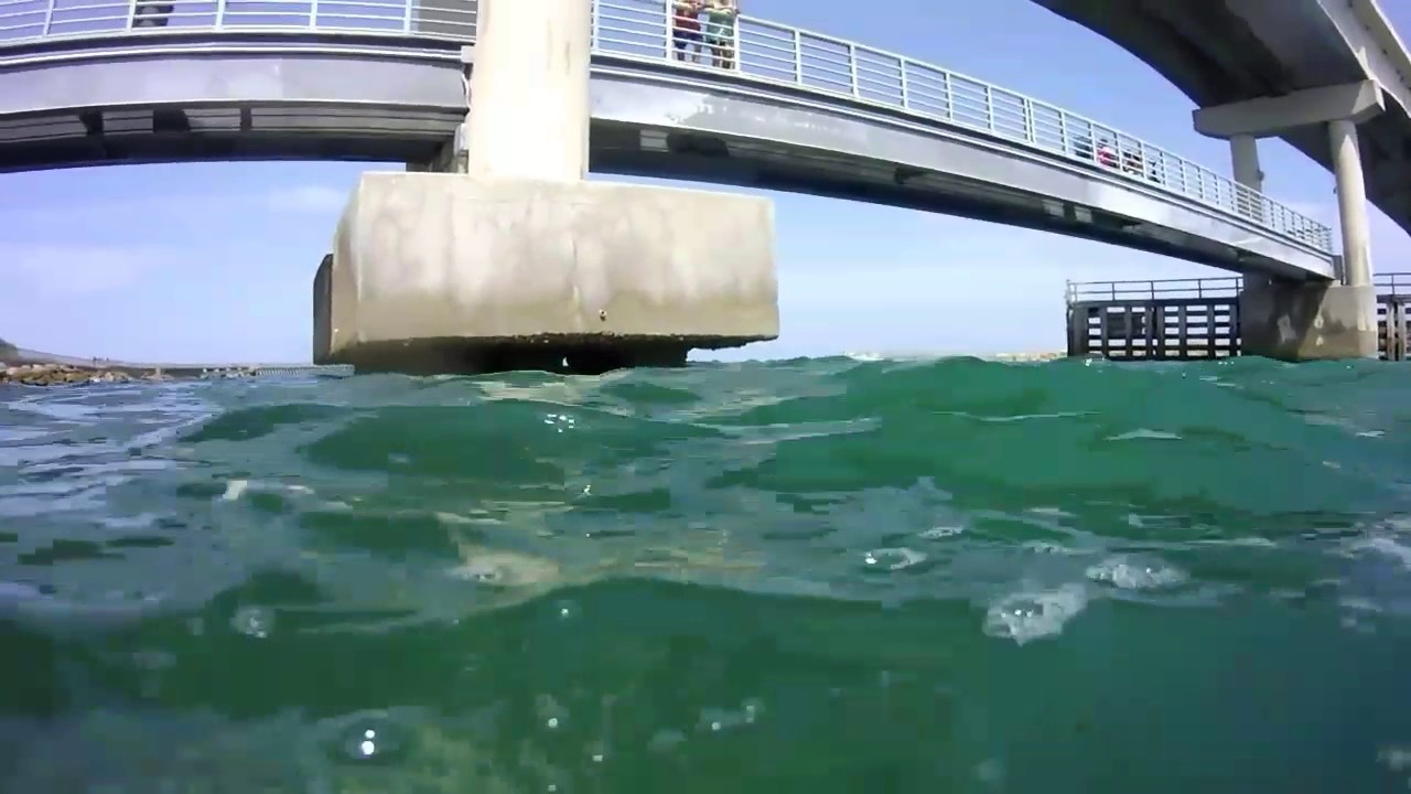 Snorkeling Sebastian inlet. ..
