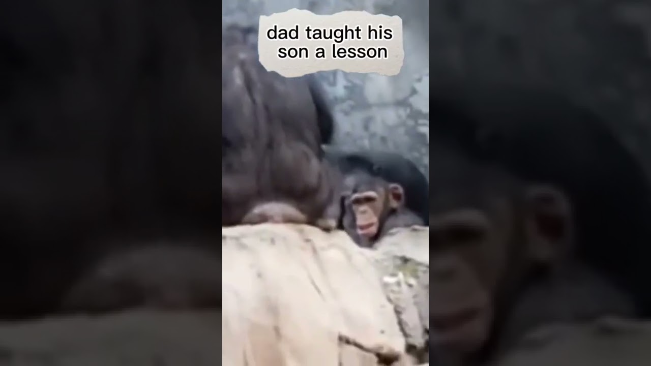 THIS MONKEY HAS DNA ASEAN🤣 #shorts #funnyvideo