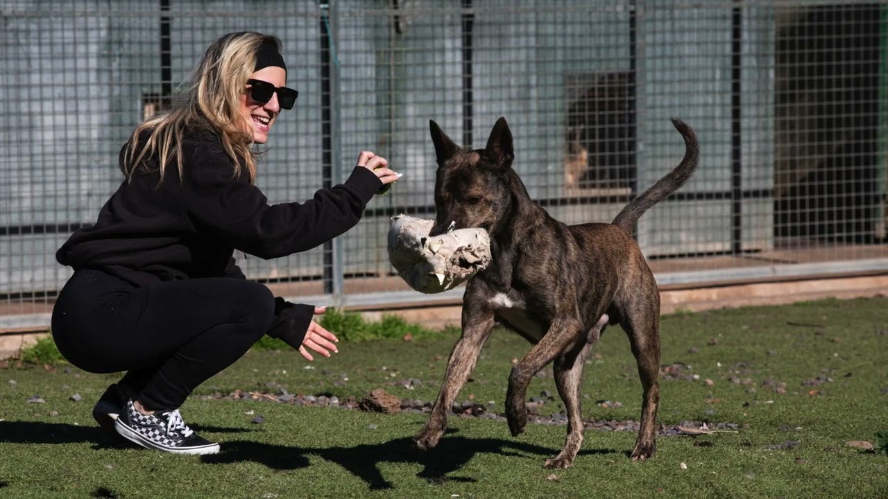 Ayuda urgente para ADEPAC Tenerife | No dejes que los perros pierdan su hogar