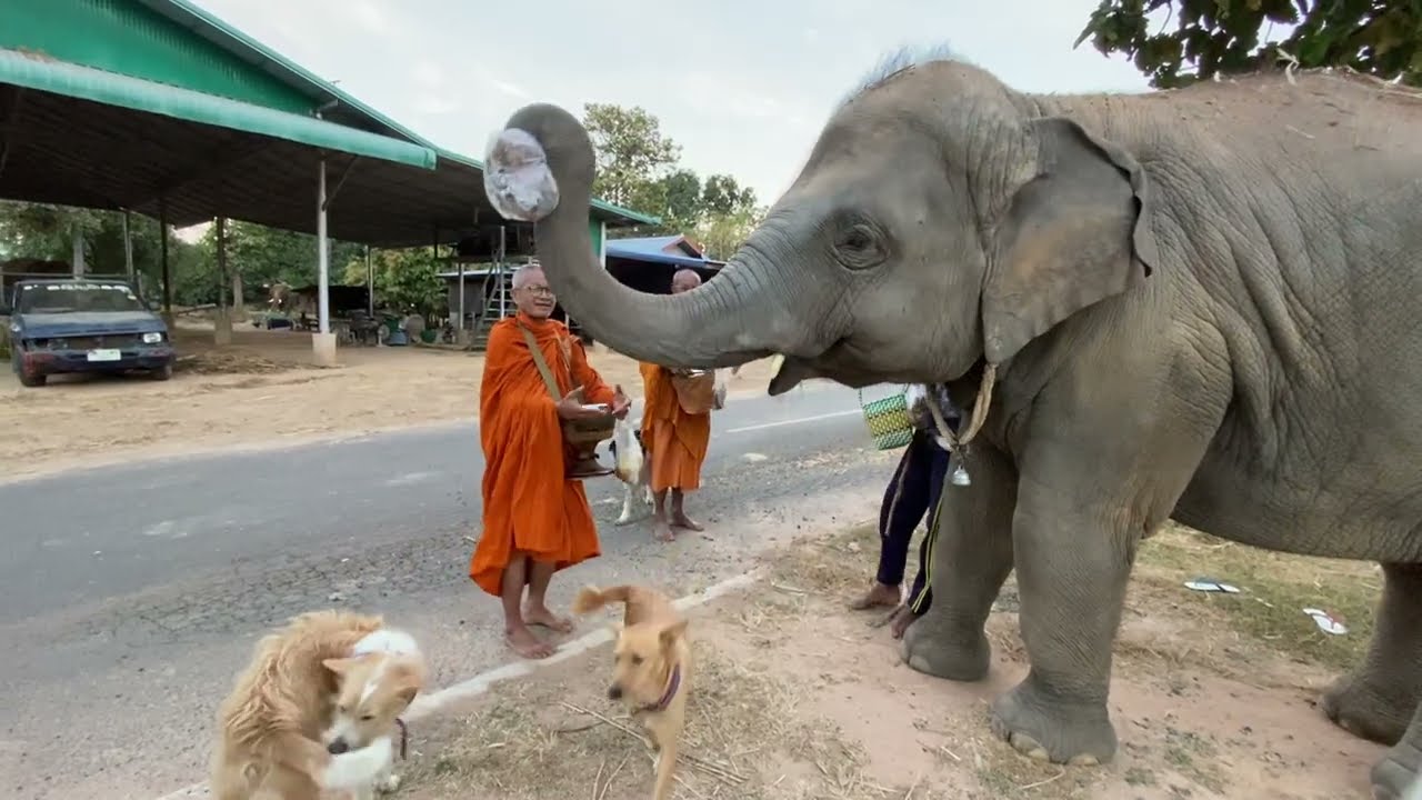 ใส่บาตรให้กับคุณแม่สมพิศ แต่เช้าเด็กเด็กน่ารักมาก