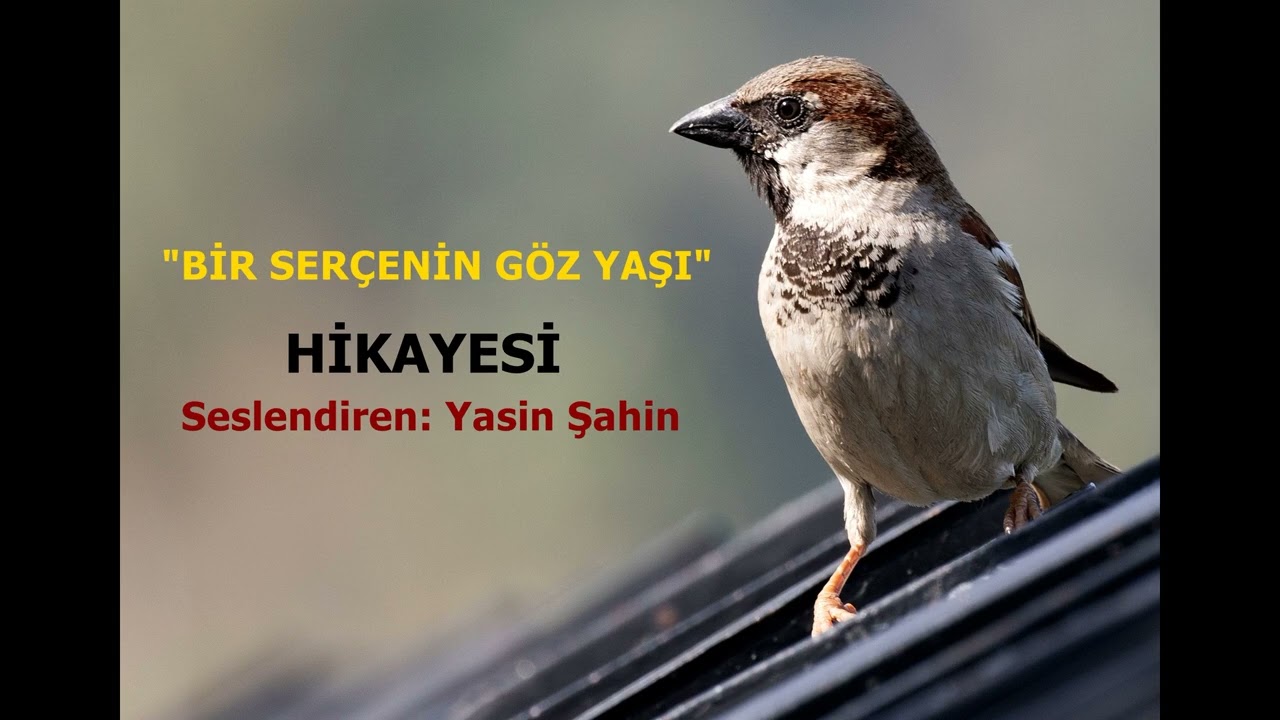 Bir serçenin göz yaşı hikayesi