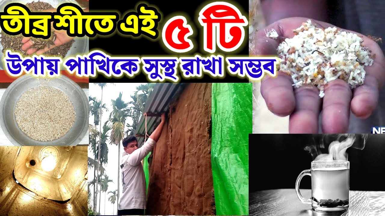 শীতে পাখির যত্ন || তীব্র শীতে এই ৫ উপায় পাখিকে সুস্থ রাখা সম্ভব || bird care || Birds of village