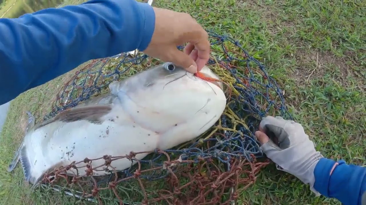 TOPWATER EXPLOSION! | Chao Phraya Fly fishing @ Batu Arang Exotic Fishing Park
