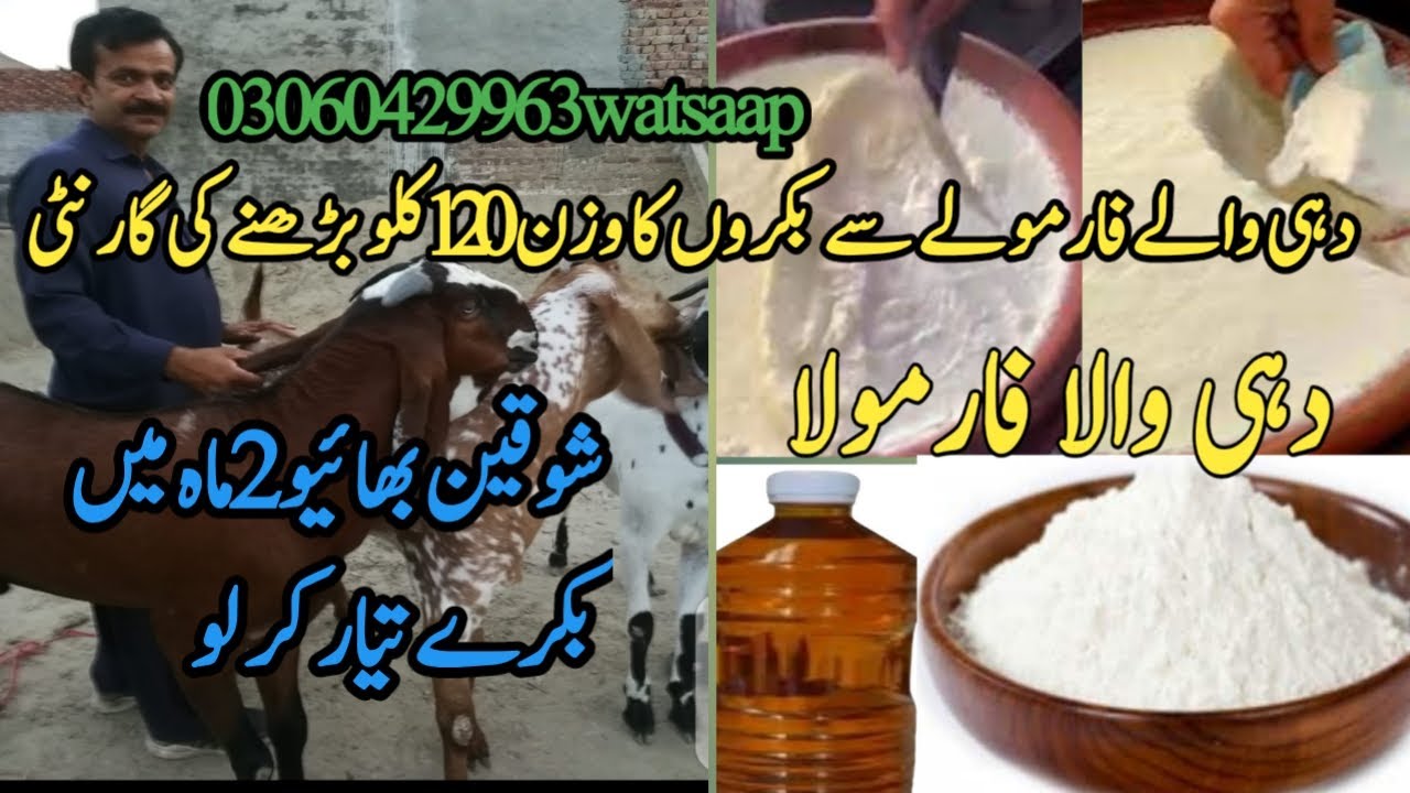 بکرے کا وزن دہی والے فارمولے سے 120 کلو بڑھنے کی گارنٹی how to weigh 120 kg