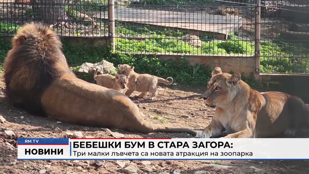 RM TV: Бебешки бум в Стара Загора: Три малки лъвчета са новата атракция на зоопарка