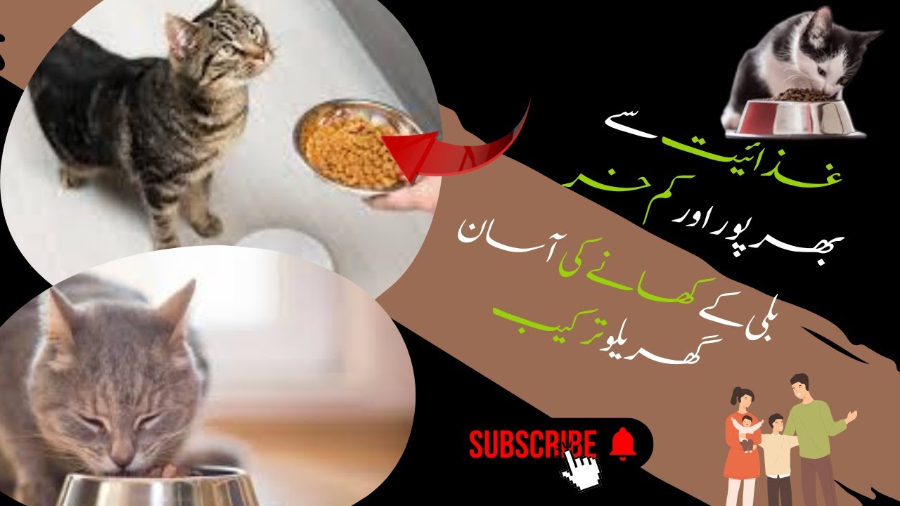 Easy Homemade Recipe to Feed Hungry Cats 🐾🍲 | Nutritious & Affordable