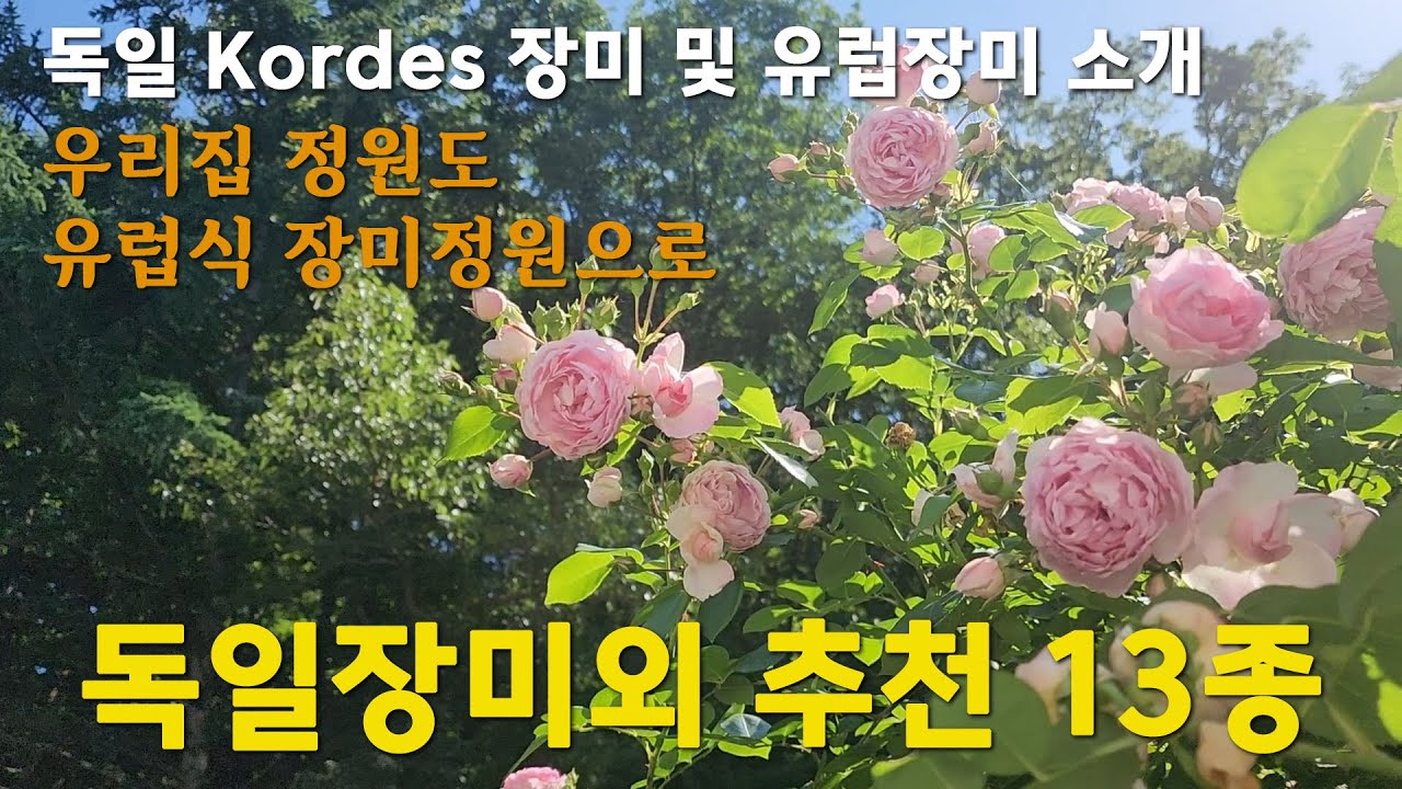 독일장미 추천 13종 / 독일코데즈장미 / 유럽장미 / 많은 수입 장미 중 무엇을 키워야 할까? / 김부장의 가드닝